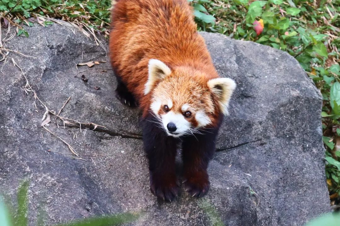 DƬ